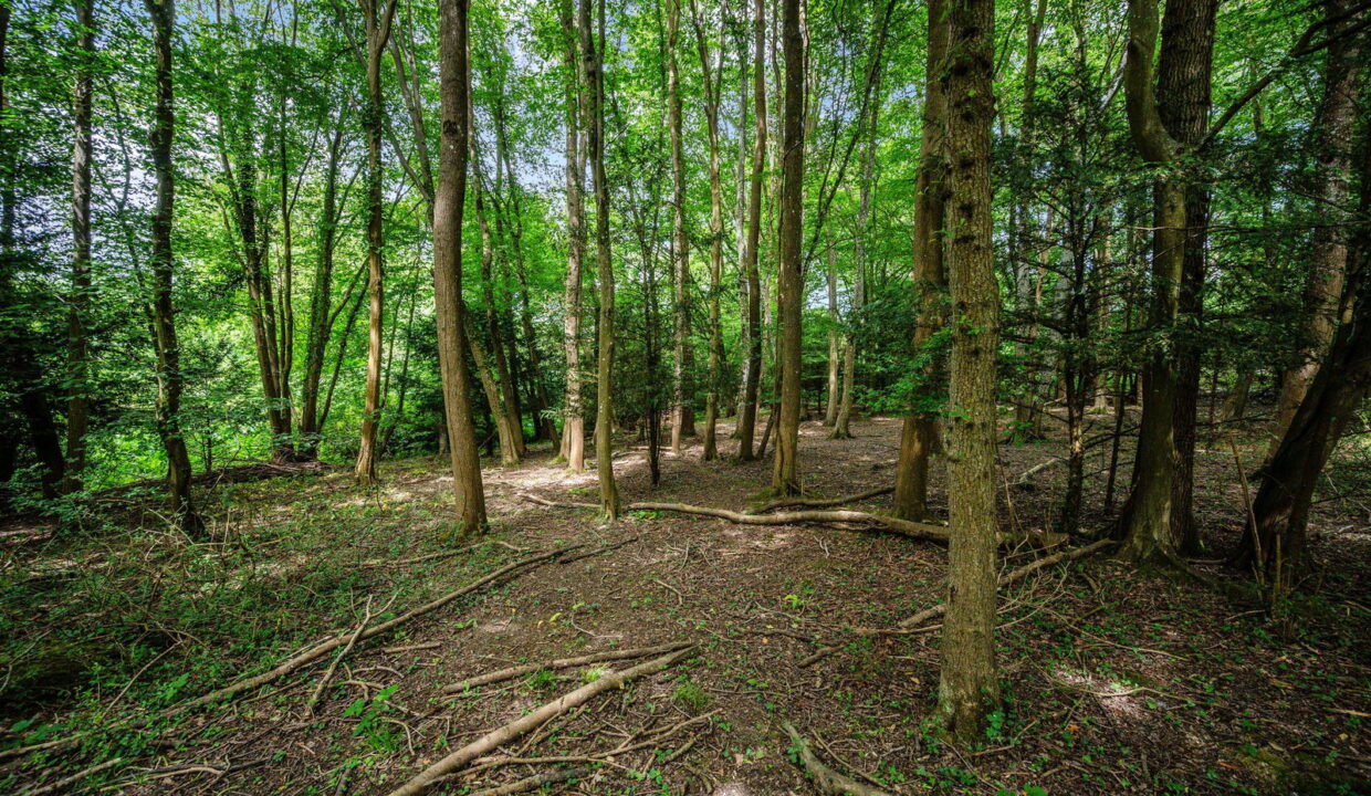 WOODLAND-DELL-_25__1781610435599