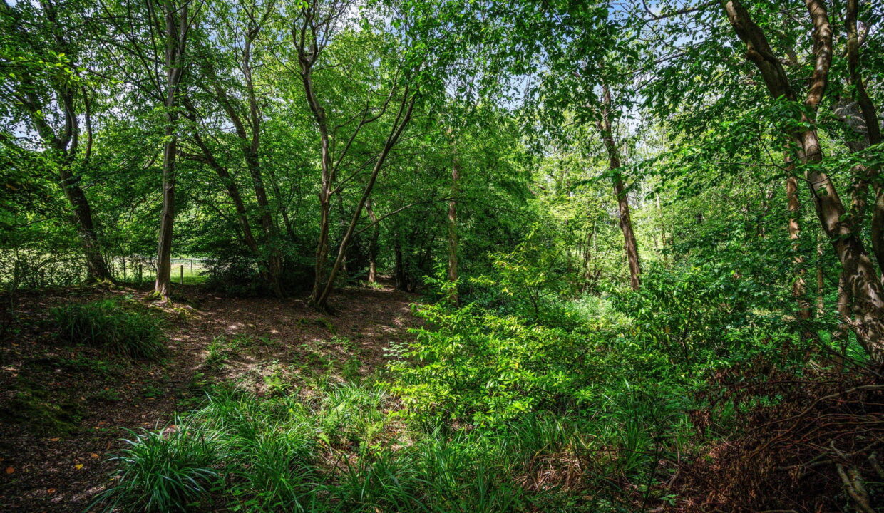 WOODLAND-DELL-_5__1781610304855