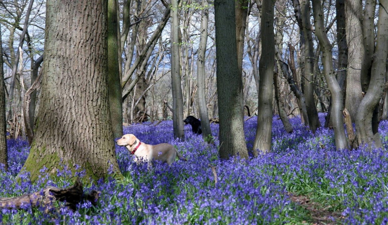 Bluebells-1_1790687220166